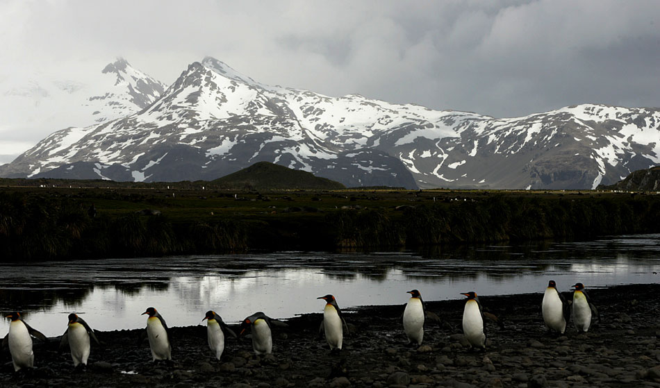 King penguins marching, St. Andrews Bay, South Georgia 2004