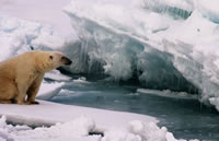 Polar Bear on iceberg, Franz Joseph Land 2004
