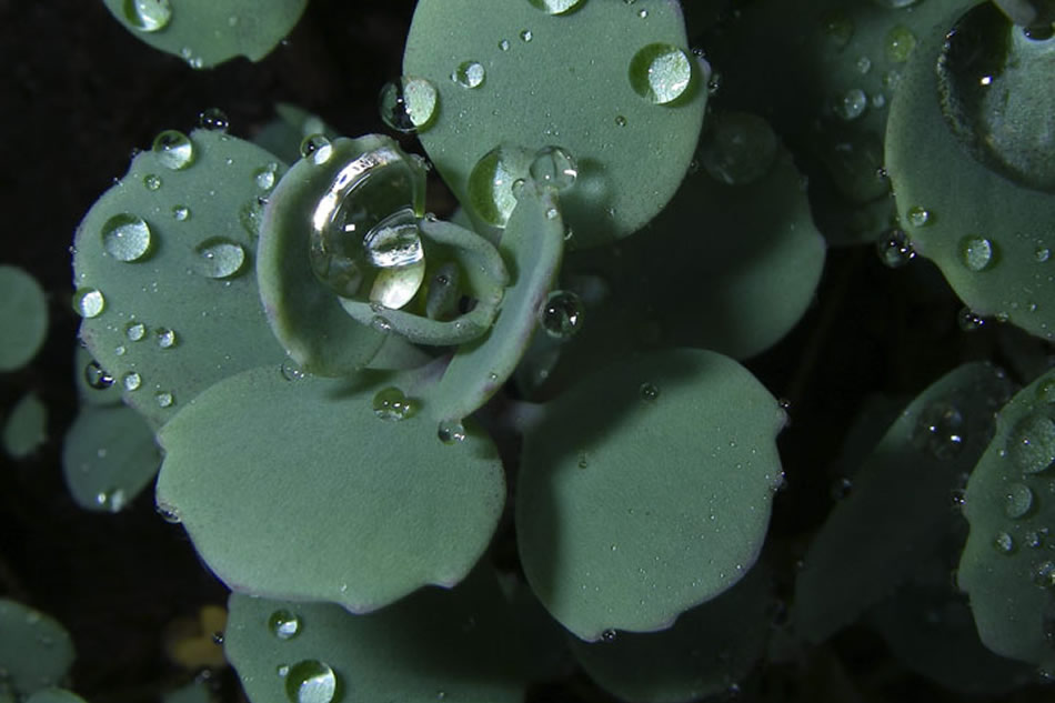 Sedum Storing Water Drops