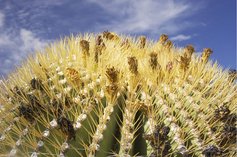 Barrel Cactus