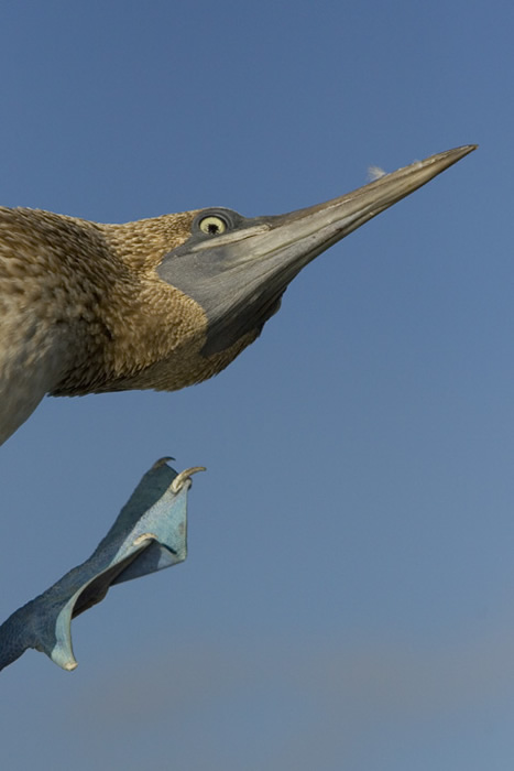 Blue Footed Booby