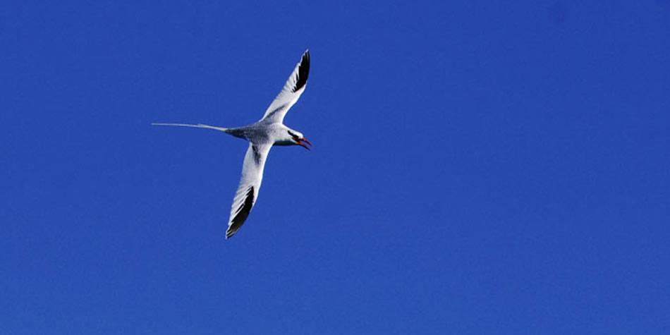 Red-billed Tropic Bird