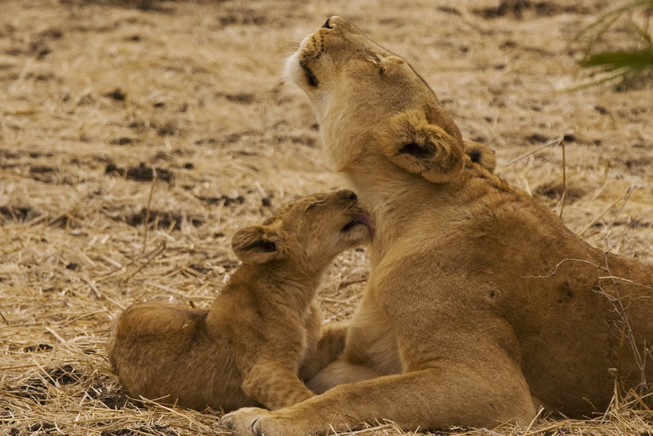 Lower Zambesi NP, Chiawa Camp