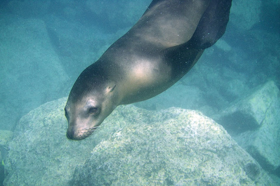 Los Islotes, California Sea Lion