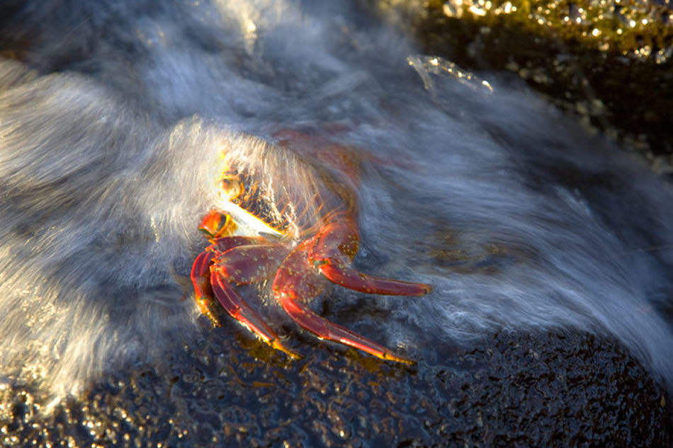 Sally Lightfoot Crab