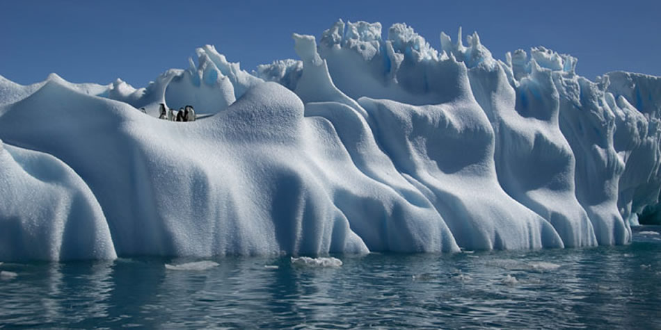 Adelie Penguins on Iceberg