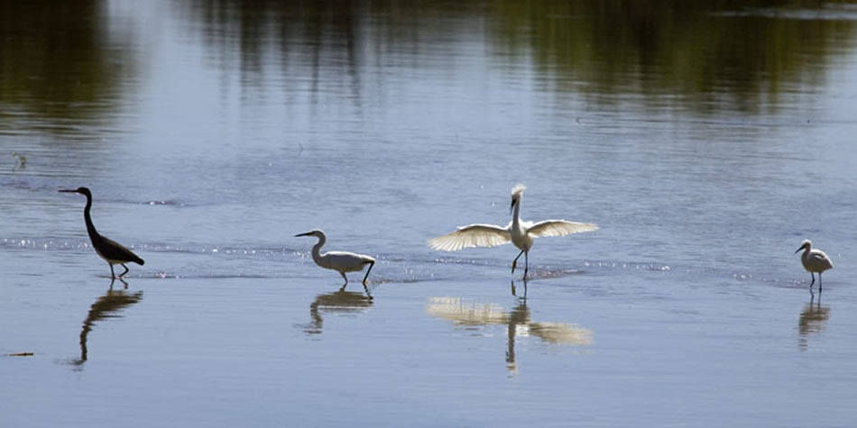 San Jose Del Cabo Estuary