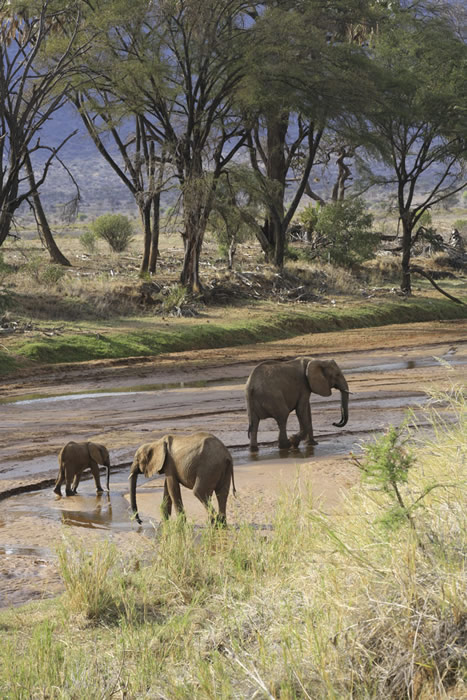 Mara River Elephants