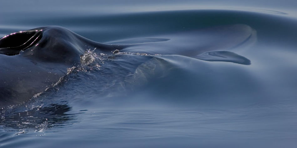 Blue Whale Bow Wave