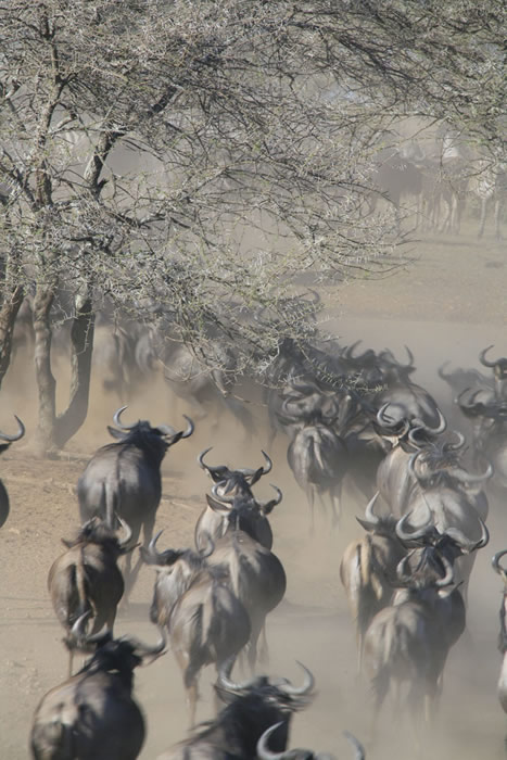 Serengeti Wildebeests