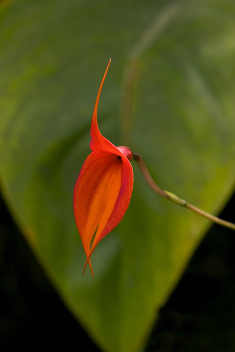 Masdevallia Veitchiana Orchid