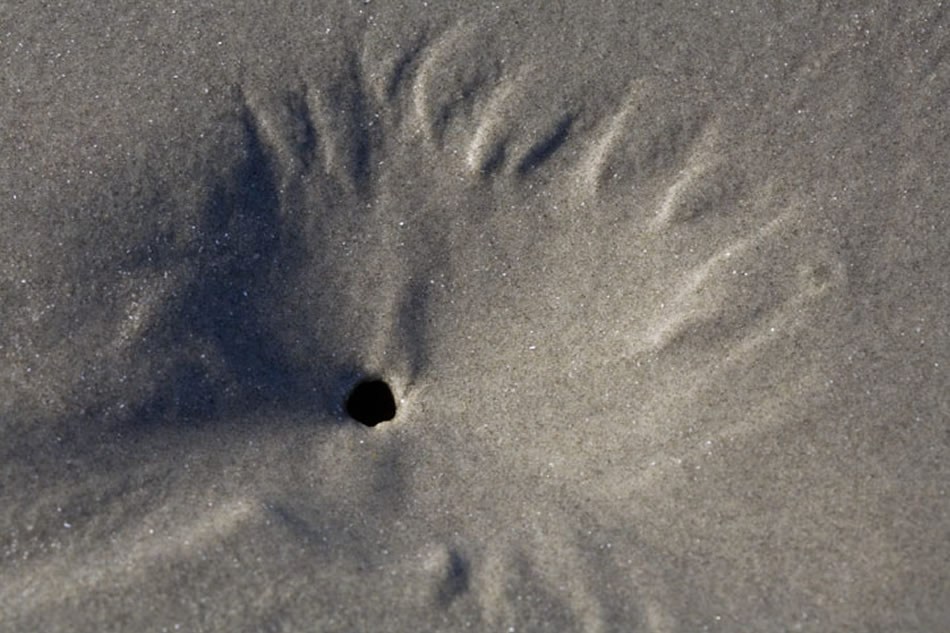 Sand Dollar Beach Clam House