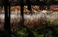 Fall grasses, Morton Arboretum 2004