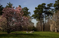 Idyllic Spring Scene, Morton Arboretum 2005