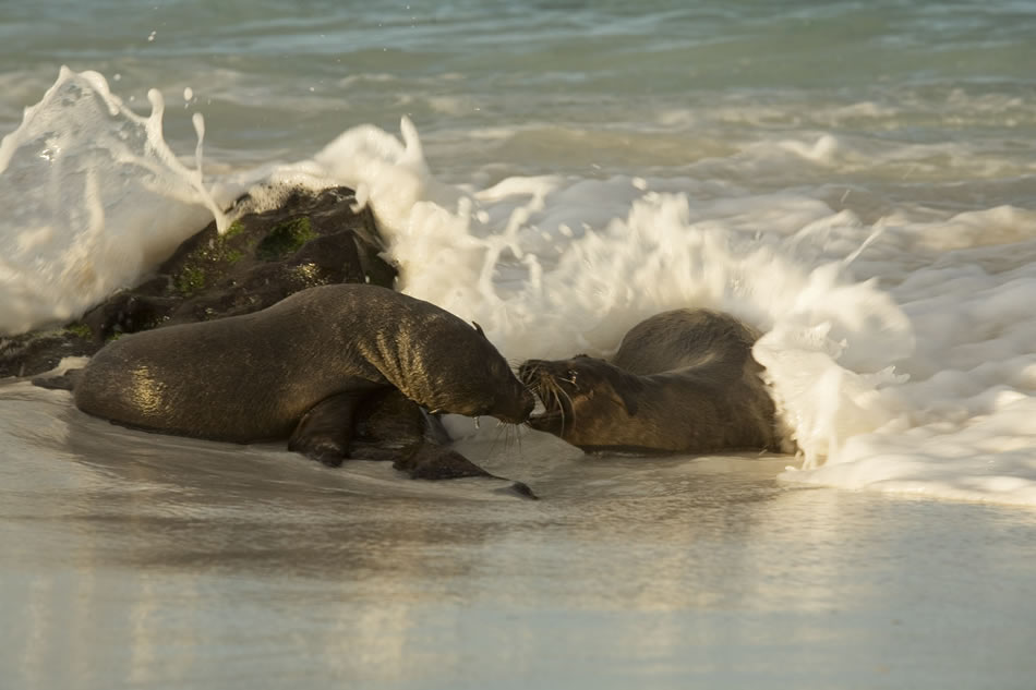 Galapagos 006